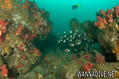foto de buceo
