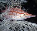foto de buceo