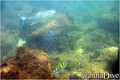foto de buceo