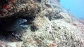 foto de buceo