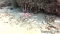 foto de buceo