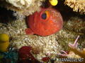 foto de buceo