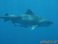 foto de buceo