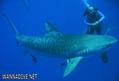 foto de buceo