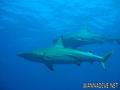 foto de buceo