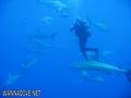 foto de buceo