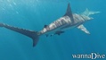 foto de buceo