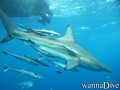 foto de buceo