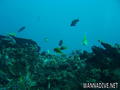 foto de buceo