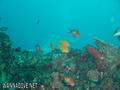 foto de buceo
