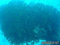 foto de buceo