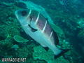 foto de buceo