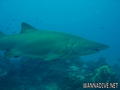 foto de buceo