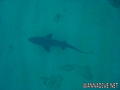 foto de buceo