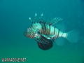 foto de buceo