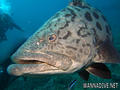 foto de buceo