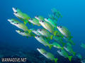 foto de buceo