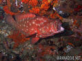 foto de buceo