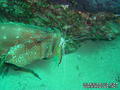 foto de buceo