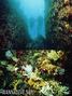 foto de buceo