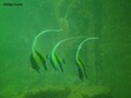 foto de buceo