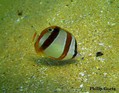 foto de buceo