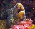 foto de buceo