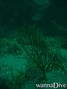 foto de buceo