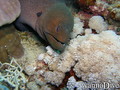 foto de buceo