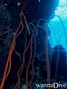 foto de buceo