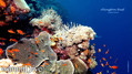 foto de buceo