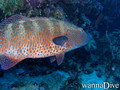 foto de buceo