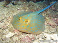 foto de buceo