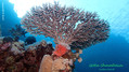 foto de buceo