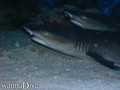 foto de buceo