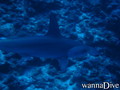 foto de buceo