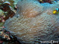 foto de buceo