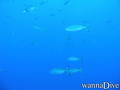 foto de buceo
