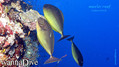 foto de buceo