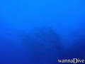 foto de buceo