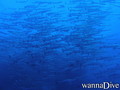 foto de buceo