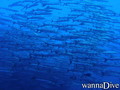 foto de buceo