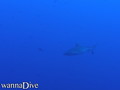 foto de buceo