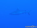 foto de buceo