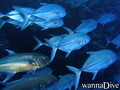 foto de buceo