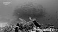 foto de buceo