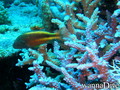 foto de buceo
