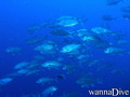 foto de buceo