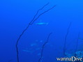 foto de buceo