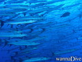 foto de buceo
